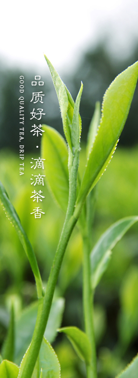 品質好茶·滴滴茶香 品質好茶·滴滴茶香